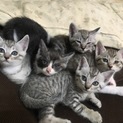 生後一か月の子猫ちゃんです♪