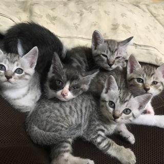 生後一か月の子猫ちゃんです♪