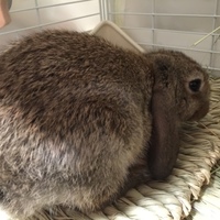 ちょこ
