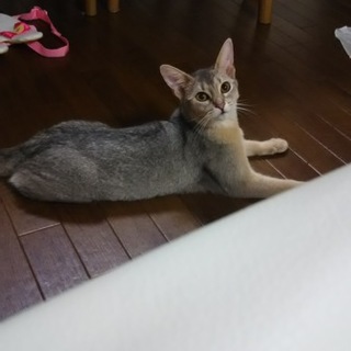 美人！！アビシニアンブルー