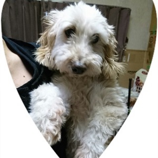 甘えん坊のプードル×ダックス