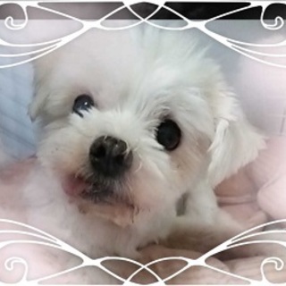 奇跡！生死を彷徨い復活！マルチーズ