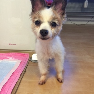 豊橋の優しい里親様に迎えていただけました