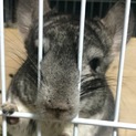 チンチラの♂