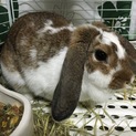 たれみみうさぎ