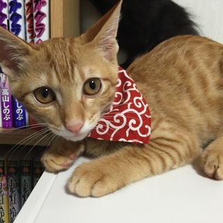 黒猫とトラ猫