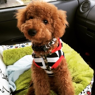 トイプードル8ヶ月成犬