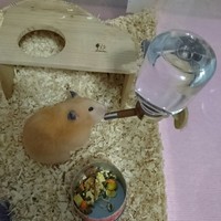 ももちゃん(キンクマ)