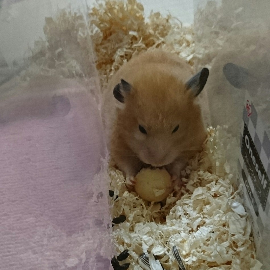 ももちゃん(キンクマ)のカバー写真