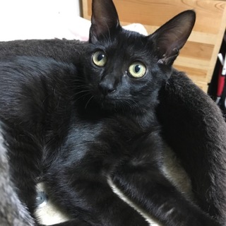 ☆可愛い黒猫☆甘えん坊女の子☆