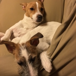 備忘録　パピーズ②