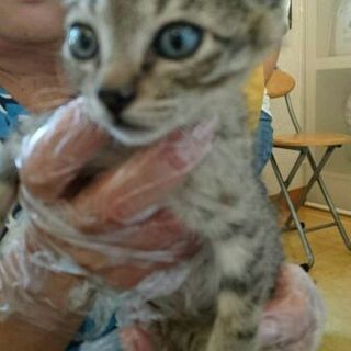 キジトラ うみちゃんの里親募集中