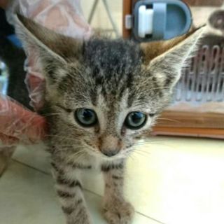 キジトラ そらちゃんの里親募集中