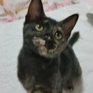 子猫とい～ぱい遊びたい方にぴったり！