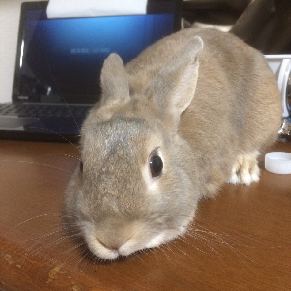 といのカバー写真