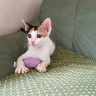 美猫、三毛 女の子