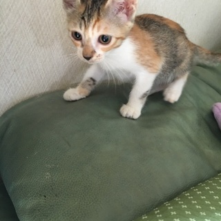 キジ？みけ？可愛い女の子