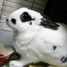 イブうさぎ(保護活動者)