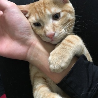 里親になっていただけるかた 1歳♂
