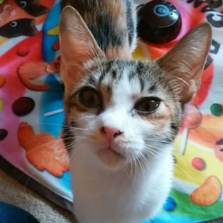 猛暑の中衰弱して保護したななちゃん