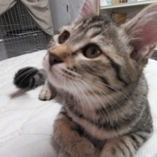 人懐っこい♪お利口「サザエ」♀