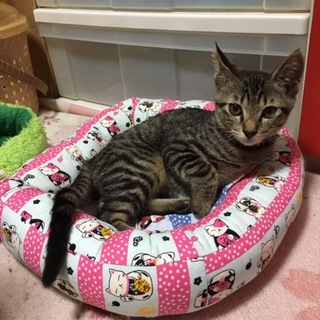 ママ猫のクロエちゃんの秘蔵っ子ジャンヌ