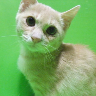 家族決定！　ありがとうございました