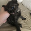 8月に生まれた子猫の里親を募集してます！