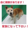 飼い主がいた子!なんとか命繋がっています!!