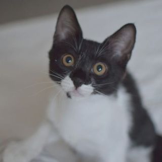 ☆黒白マスクちょっぴりシャイな男の子3兄弟のりまき