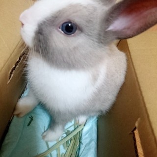 ミニウサギ＊再度募集