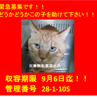 二匹でお迎え頂きました☆(*^▽^*)感謝♪