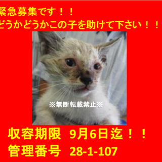 里親決定！！お迎えありがとうございました(^^♪