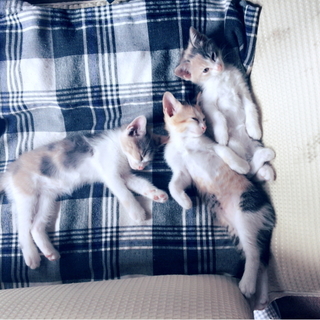 里親募集中です！