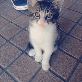 里親募集中！！