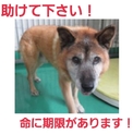 飼い主がいた子!どうかこの子の家族になって下さい!