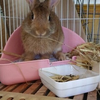 《交渉中》　保護うさぎ　矢太郎