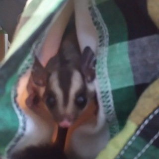 フクモモベビー