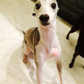 優しい里親さんが見つかりました