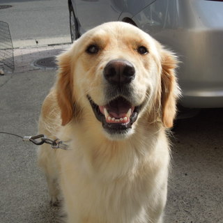 ゴールデン　２才