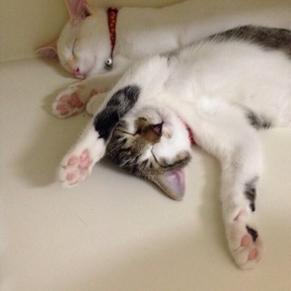 家族になってください♡