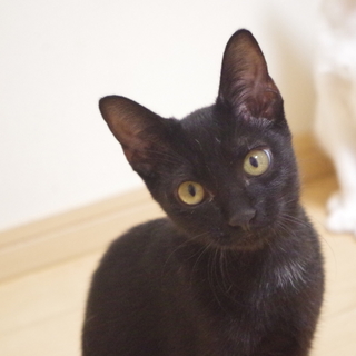 【医療済】超の付く甘えん坊、のぼるくん(仮)