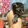 キジトラ男の子 サムネイル2