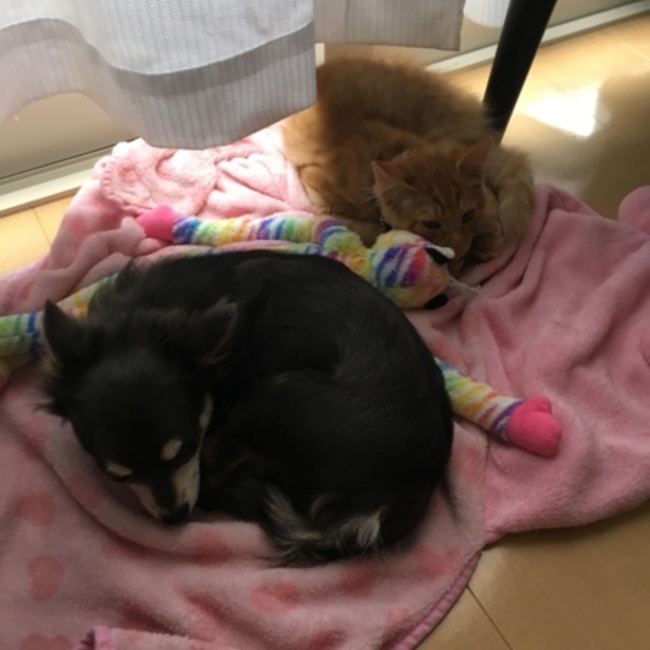 小林冬のカバー写真