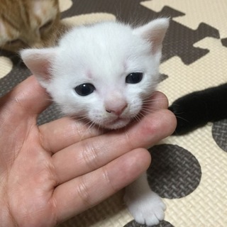白猫（ポイント有り）☆男の子