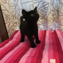慣れ慣れ黒猫1ヶ月