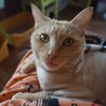 南相馬にゃんこはうす(保護活動者)