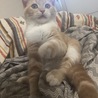 カツオ人間