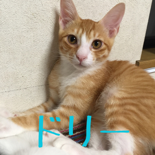 いなり兄弟の新しいおうちを探しています！