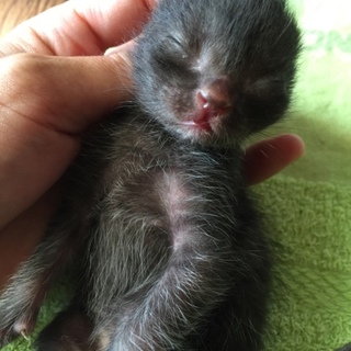生まれたばかり♡子猫3匹